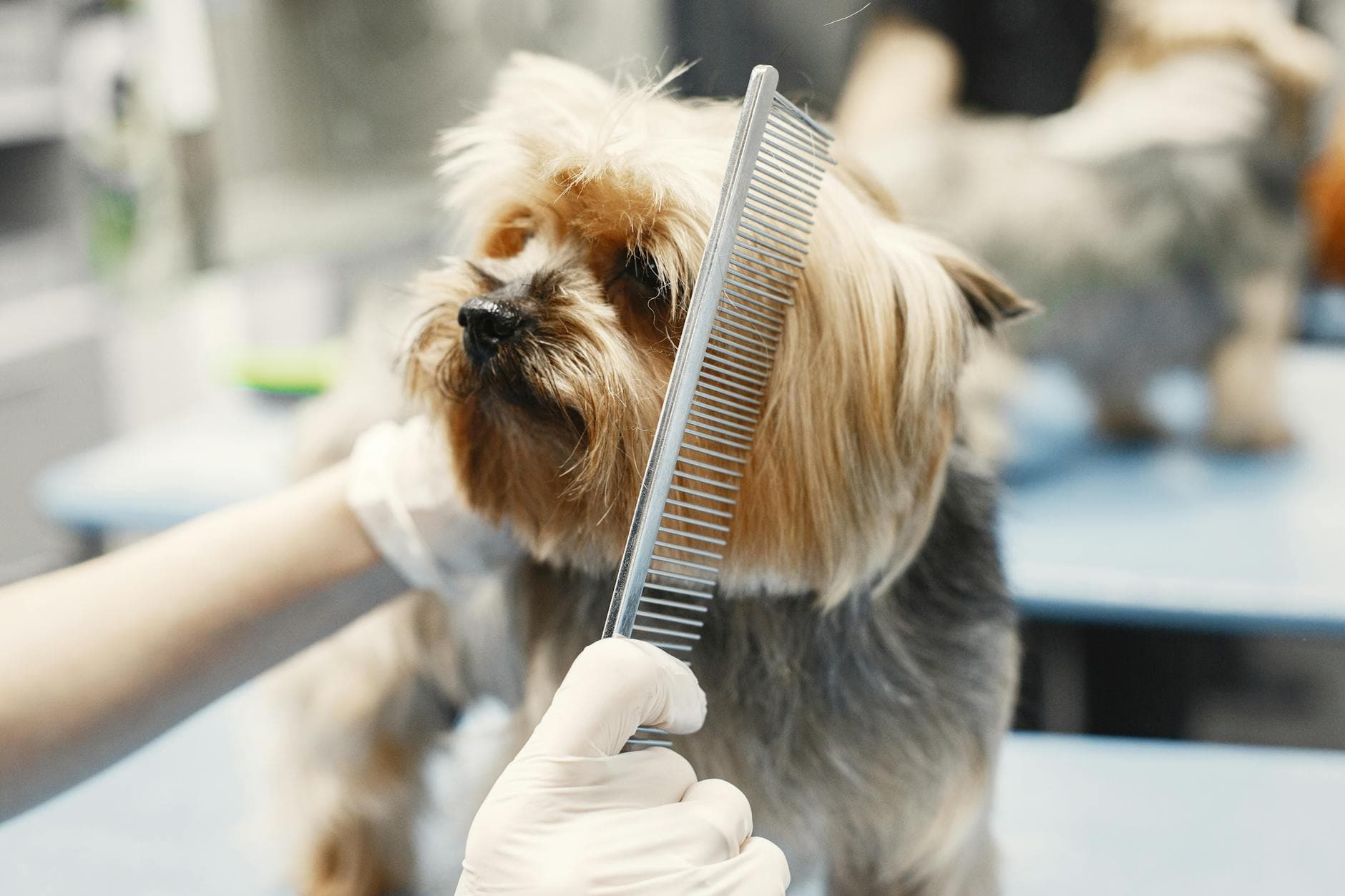Best Dog Groomers in Liberty Village