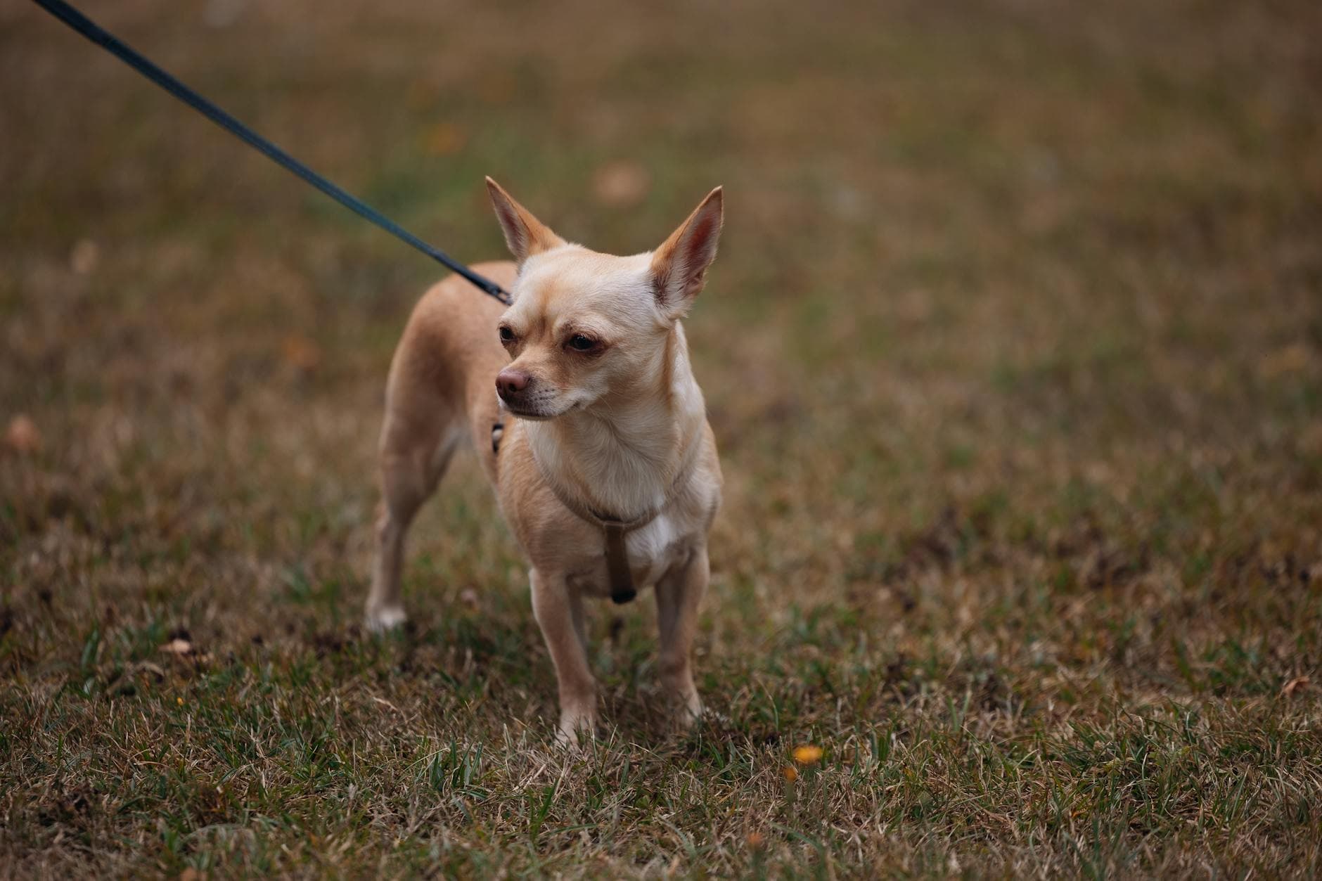 Best Dog Walkers in Liberty Village