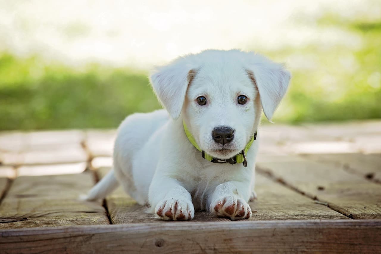 The Complete Dog Owner's Guide to Liberty Village