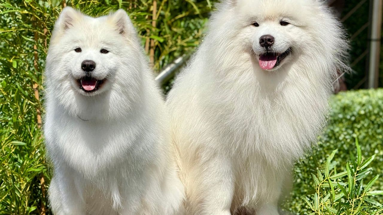 Pack of Paws